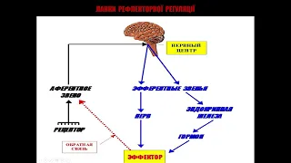 Лекція 2. Загальна фізіологія центральної нервової системи. Нейрон. Синапси.