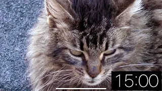 15 Minute Timer - Just Cats