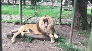 Zoo Targu Mures | GRĂDINA ZOOLOGICĂ DIN TÂRGU MUREŞ | Ep 1