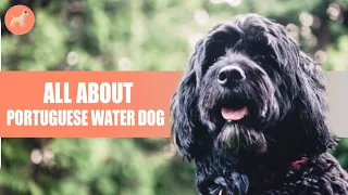 Portuguese Water Dog: Things You Need To Know Before Getting One