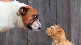 🐕 Я тебя не боюсь! 😺 Смешное видео с собаками, кошками и котятами! 😸