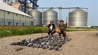 We Shot our First North Dakota Pigeon Band! (Pigeon Hunting)