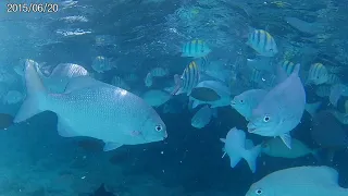 Maldives - Sun Island Resort - snorkeling close the Italian restaurant