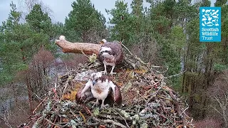 Resident Male Osprey LM12  Returns to the Nest - Loch of the Lowes Webcam (2024)