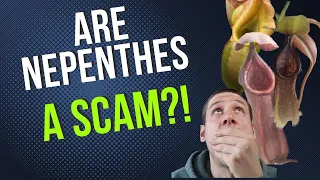 Are Nepenthes A Scam?!