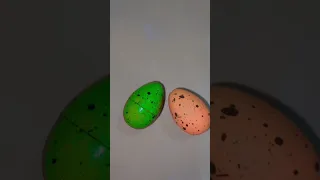 HUEVOS DE DINOSAURIO QUE CRECEN CON EL AGUA 🤯