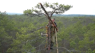 Artificial nests for birds of prey in Belarus