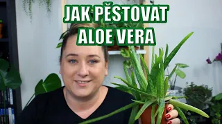 Jak pěstovat Aloe Vera ( přesazování, rozmnožování atd.)