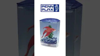 The worst betta fish tanks ever?