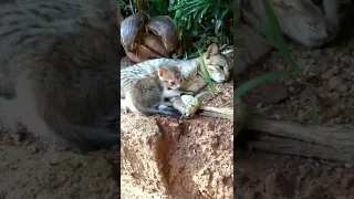 two sister / cats family love/beautiful cats