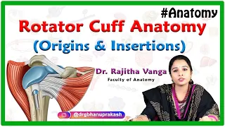 Rotator cuff Anatomy : Origins and insertions, Functions and Clinical aspects