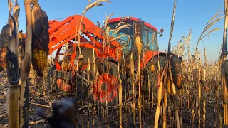 My Cornfield Caught on FIRE! How much damage is there?