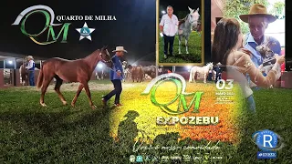 PVSTV NOVIDADES  - FILME LEILÃO QUARTO DE MILHA CAMPARINO   MAIO 2024