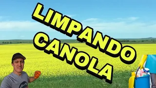 DESCONTAMINANDO CANOLA - SEMENTE DE GIRASSOL NA CANOLA, PÉSSIMO NEGÓCIO