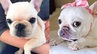 ❤️ Cute and Funny French Bulldog Doing Funny Things # 3 | 2019 | Cute Pets