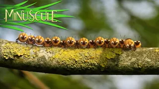 Minuscule - Honey fly / Mouche à miel (Season 2)
