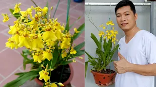 Grow Flower Orchid Dancer (Oncidium) Extremely Simple, Maximum Success