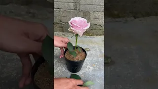 How to grow roses bought at the market