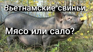 Сколько мяса от вьетнамской свиньи  год содержания, сало или мясо, вьетнамские свиньи