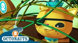 Octonauts - The Life Aquatic With Kwazii | Cartoons for Kids | Underwater Sea Education