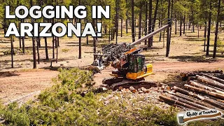 How They Log Trees in Arizona!