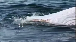 UNE researchers investigate great white shark bites on dead whale