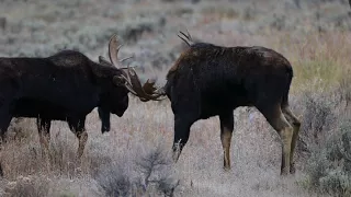 Wildlife Photography - BIG Bull Moose Fighting/Rut -  4K - Jackson Hole / Grand Teton National Park