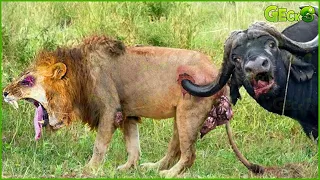 50 Craziest Wild Animal Fights That Will Leave You Breathless | Animal Fights