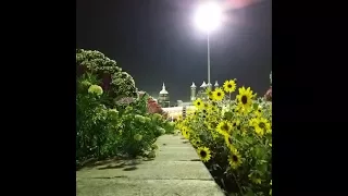 Miracle Garden.  Dubai 2017( New season)