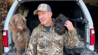 The Most Underrated Waterfowl Hunting Dogs