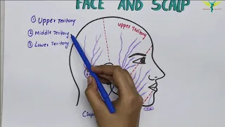 Lymphatic Drainage Of Face and Neck | Lymphatic Territories