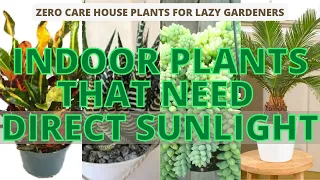 10 Indoor Plants that need Direct Sunlight | Zero care house plants for Lazy Gardeners