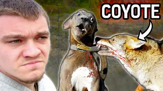 Hunting Down the Coyotes that Killed My Dog