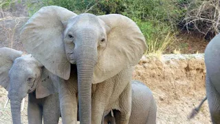 A Herd of Elephants Interrupt a Feasting Lion Pride