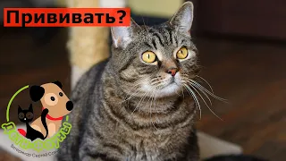 Обязательно ли прививать домашнюю кошку?