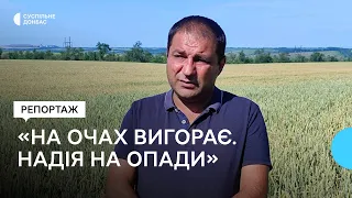 "Надія — що будуть опади". Аграрії на Донеччині планують ранні жнива, щоб врятувати врожай