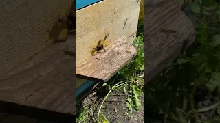 Приделал прилеток для пчёл #пасека #bee #пчеловодство