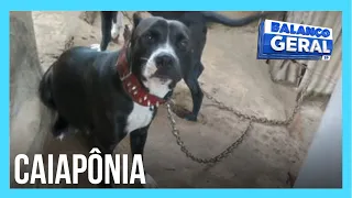 Pit bull é agredido e morto após atacar criança em Goiás