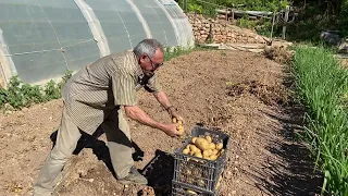 PATATAS Y CEBOLLAS