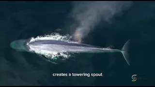 Meet extraordinary whalesPart 2: The blue whale ENG subtitles by Hans Andeweg