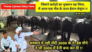 पवन लिजवाना डेयरी फार्म, ईब 2000 में देनी बंद || Pawan Lijwana Dairy Farm Jind | For Sale 15 Buffalo