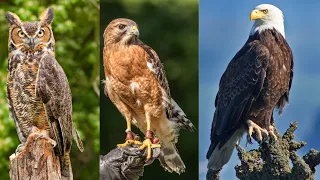 Unpredictable Hunters of the Sky: Unveiling the Secrets of Birds of Prey facts!