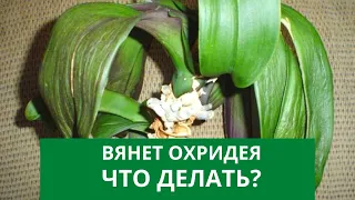 Как я реанимировала увядающую орхидею всего за пару дней?