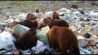 Медведи на помойке Магаданская обл.