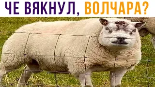 ВОЛК, МАХАЦА БУИШЬ?))) Приколы | Мемозг 672