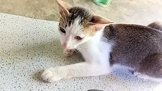 kucing lagi ngambek ngemong ngeong