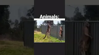 Humans Vs Animals fight