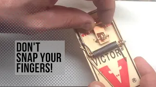 How to Set a Victor Mouse Trap