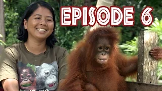 We Love Orangutans | May Sumarnae - Animal Welfare Assistant at BOSF Nyaru Menteng