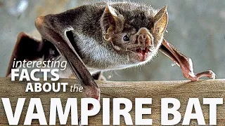 Interesting Facts about Vampire Bats